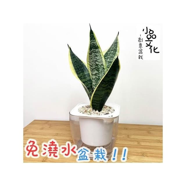 【小品文化】長葉金邊虎尾蘭【現貨】4吋透明懶人盆栽 空氣淨化 觀葉植物 室內植物 自動吸水 創意花盆 居家辦公盆花