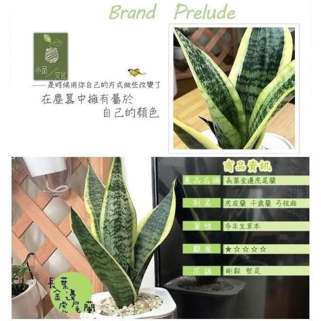 【小品文化】長葉金邊虎尾蘭【現貨】4吋透明懶人盆栽 空氣淨化 觀葉植物 室內植物 自動吸水 創意花盆 居家辦公盆花
