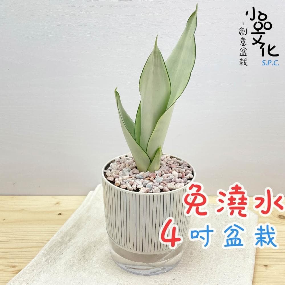 【小品文化】銀皇后虎尾蘭【現貨】4吋仿瓷免澆水盆栽 懶人盆栽 觀葉植物 室內植物 自動吸水 創意花盆 居家辦公盆花