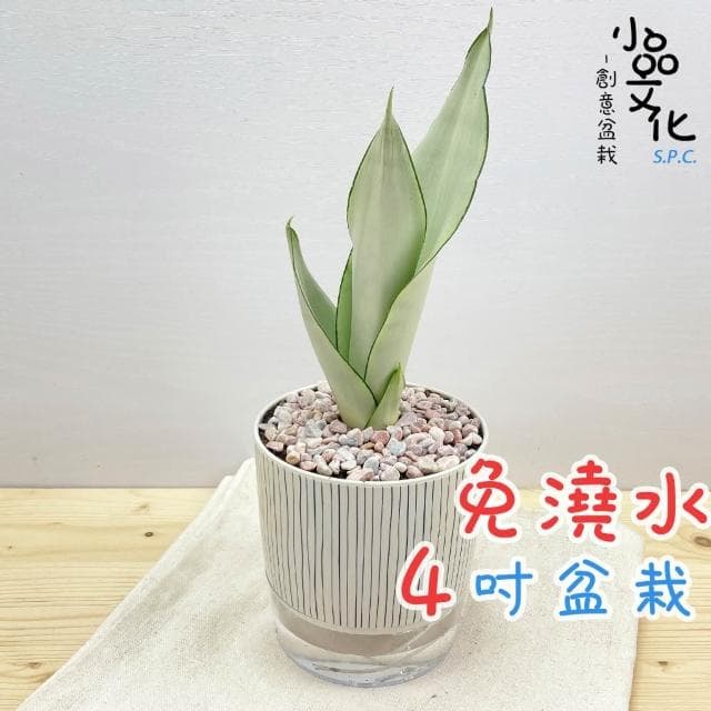 【小品文化】銀皇后虎尾蘭【現貨】4吋仿瓷免澆水盆栽 懶人盆栽 觀葉植物 室內植物 自動吸水 創意花盆 居家辦公盆花