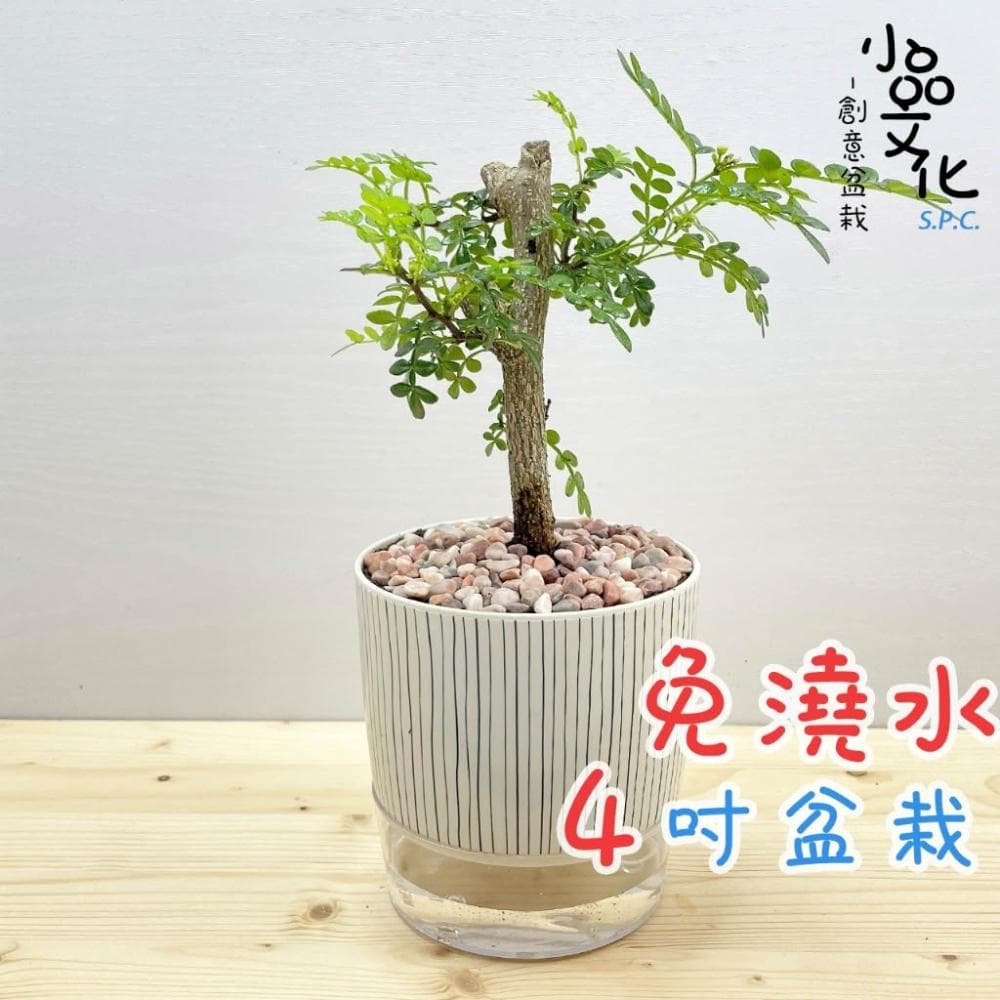 【小品文化】胡椒木【現貨】4吋仿瓷免澆水盆栽 室內植物 室內盆栽 懶人盆栽 水培植物 水培盆栽 室內盆栽 觀葉植物