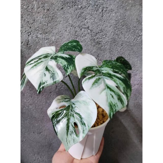 賠錢出清 仿真斑葉龜背芋 白斑龜背芋 龜背芋 開店招財 慶祝生日 仿真 假花 植物 園藝 盆栽 熊貓購物