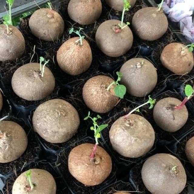 挑戰最低價 圓葉山烏龜 買8送1 盆栽 金不換 室內植物 植物 塊根 泰國山烏龜 山烏龜 紅藤山烏龜