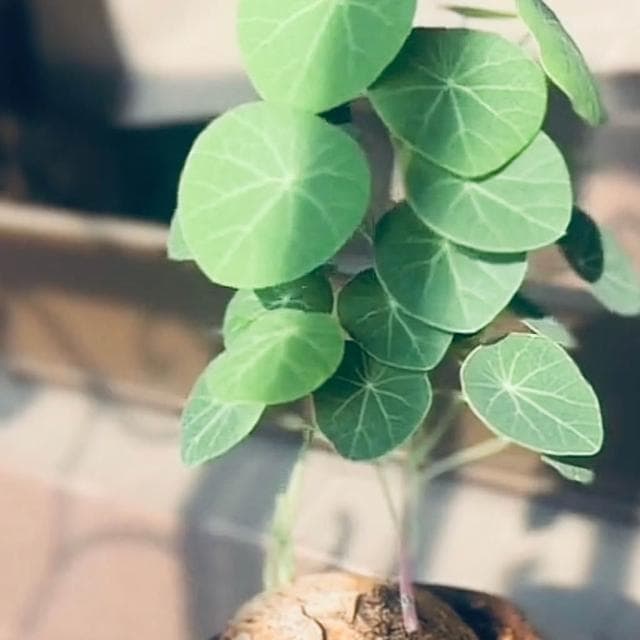 挑戰最低價 圓葉山烏龜 買8送1 盆栽 金不換 室內植物 植物 塊根 泰國山烏龜 山烏龜 紅藤山烏龜