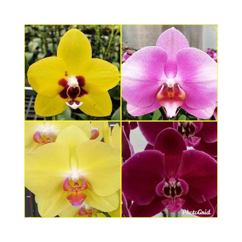 快速出貨 蝴蝶蘭  買6送1 現貨 蘭花 蘭花盆栽 盆栽 園藝 室內植物 蘭花苗 蝴蝶蘭苗 植物 熊貓購物