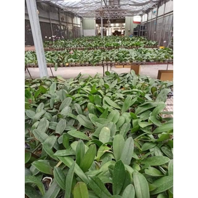 快速出貨 蝴蝶蘭  買6送1 現貨 蘭花 蘭花盆栽 盆栽 園藝 室內植物 蘭花苗 蝴蝶蘭苗 植物 熊貓購物