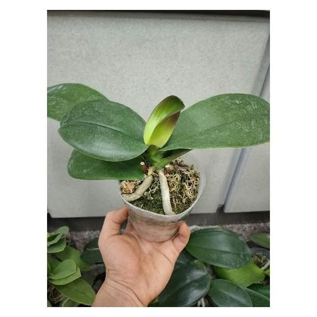 快速出貨 蝴蝶蘭  買6送1 現貨 蘭花 蘭花盆栽 盆栽 園藝 室內植物 蘭花苗 蝴蝶蘭苗 植物 熊貓購物