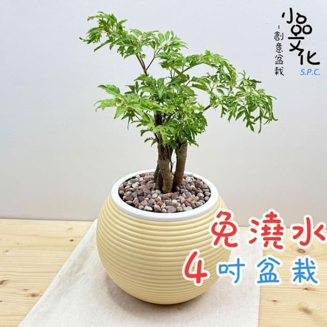 【小品文化】羽葉福祿桐【現貨】4吋燈籠免澆水盆栽 室內植物 室內盆栽 懶人盆栽 水培植物 水培盆栽 室內盆栽 觀葉植物
