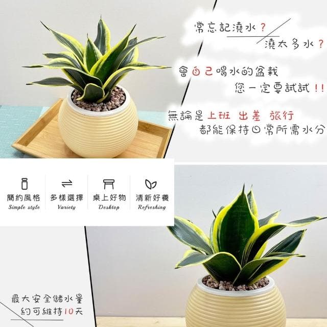 【小品文化】金邊虎尾蘭【現貨】4吋燈籠免澆水盆栽 室內植物 室內盆栽 懶人盆栽 水培植物 水培盆栽 室內盆栽 觀葉植物