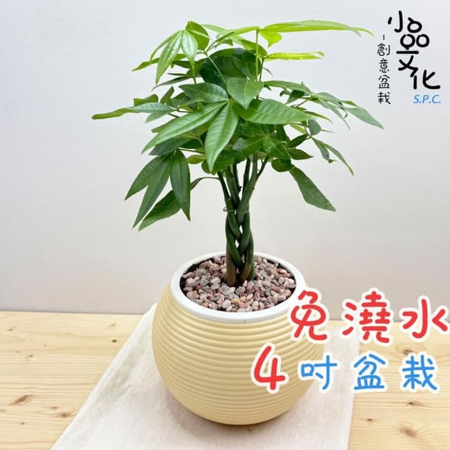 【小品文化】馬拉巴栗辮子【現貨】4吋燈籠免澆水盆栽 室內植物 室內盆栽 懶人盆栽 水培植物 水培盆栽 室內盆栽 觀葉植物