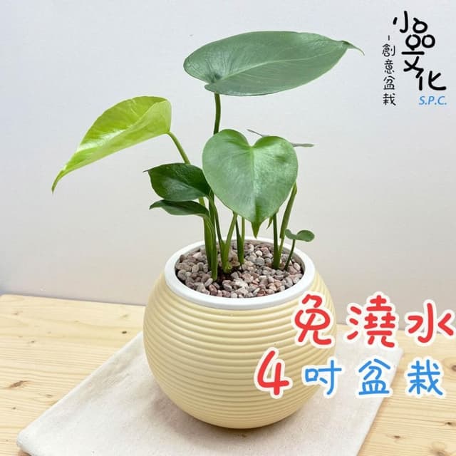 【小品文化】龜背竹【現貨】4吋燈籠免澆水盆栽 室內植物 室內盆栽 懶人盆栽 水培植物 水培盆栽 室內盆栽 觀葉植物