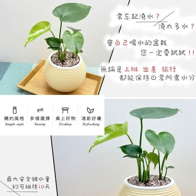 【小品文化】龜背竹【現貨】4吋燈籠免澆水盆栽 室內植物 室內盆栽 懶人盆栽 水培植物 水培盆栽 室內盆栽 觀葉植物