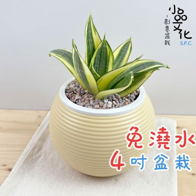 【小品文化】黃虎尾蘭【現貨】4吋燈籠免澆水盆栽 室內植物 室內盆栽 懶人盆栽 水培植物 水培盆栽 室內盆栽 觀葉植物