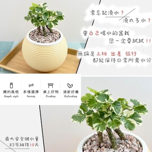 【小品文化】白雪福祿桐【現貨】4吋燈籠免澆水盆栽 室內植物 室內盆栽 懶人盆栽 水培植物 水培盆栽 室內盆栽 觀葉植物