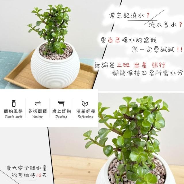 【小品文化】銀杏木【現貨】4吋燈籠免澆水盆栽 室內植物 室內盆栽 懶人盆栽 水培植物 水培盆栽 室內盆栽 觀葉植物