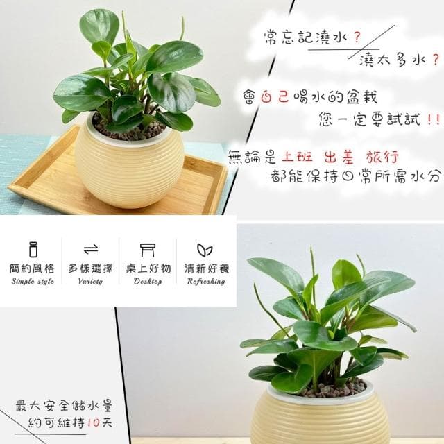 【小品文化】圓葉椒草【現貨】4吋燈籠免澆水盆栽 室內植物 室內盆栽 懶人盆栽 水培植物 水培盆栽 室內盆栽 觀葉植物