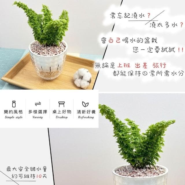 【小品文化】密葉波士頓腎蕨【現貨】4吋鑽石免澆水盆栽 室內植物 室內盆栽 懶人盆栽 水培盆栽 室內盆栽 觀葉植物