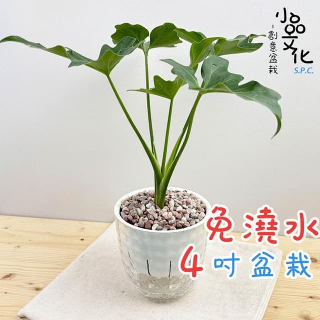 【小品文化】小天使【現貨】4吋鑽石免澆水盆栽 室內植物 室內盆栽 懶人盆栽 水培植物 水培盆栽 室內盆栽 觀葉植物