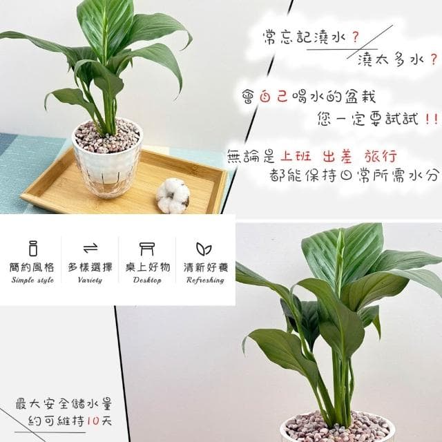 【小品文化】白鶴芋【現貨】4吋鑽石免澆水盆栽 室內植物 室內盆栽 懶人盆栽 水培植物 水培盆栽 室內盆栽 觀葉植物