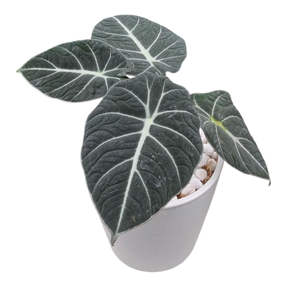開心農元 觀葉植物 黑絲絨觀音蓮 白色盆栽