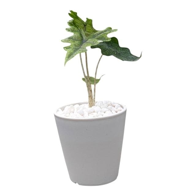 開心農元 觀葉植物 傑克林觀音蓮 白色盆栽