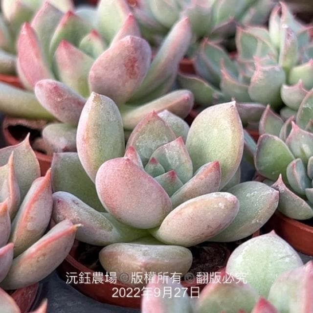 沅鈺農場   多肉植物   一吋盆/❤️粉紅香檳❤️
