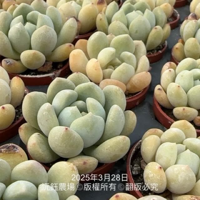 沅鈺農場   多肉植物   一吋盆/夢露X大雪蓮