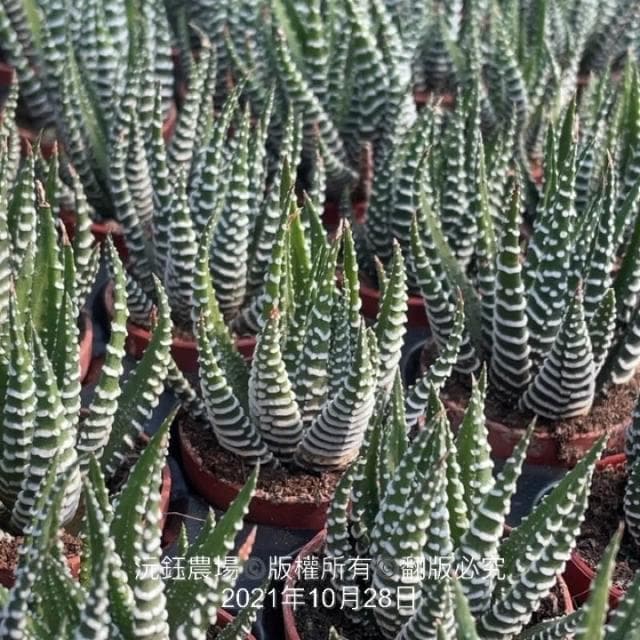 沅鈺農場   多肉植物   百合科   一吋盆/白十二之卷