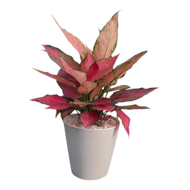 開心農元 觀葉植物 紅太陽粗勒草 白色盆栽