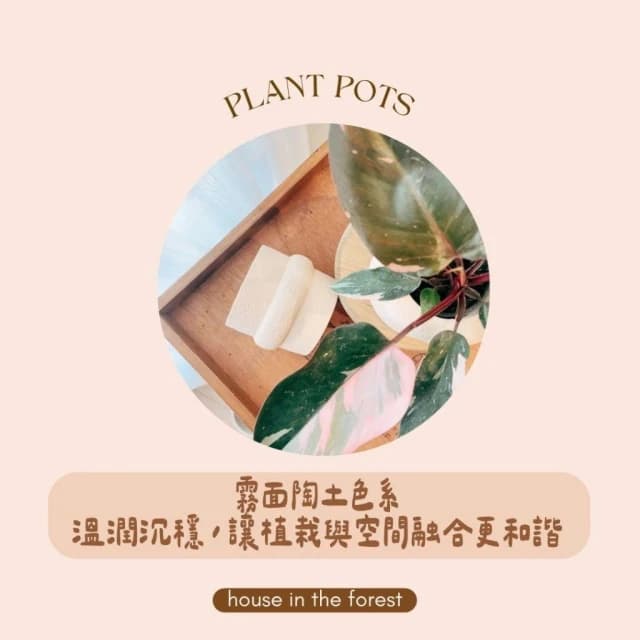 陶盆 岩礦感陶盆 花盆 花器 陶藝品 植栽布置 觀葉植物 多肉植物 虎尾蘭 植物擺設