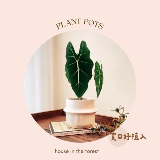 陶盆 韓鍋造型陶盆 花盆 花器 盆器 器皿 陶盆 多肉植物 觀葉植物 居家布置 辦公室植栽 植物