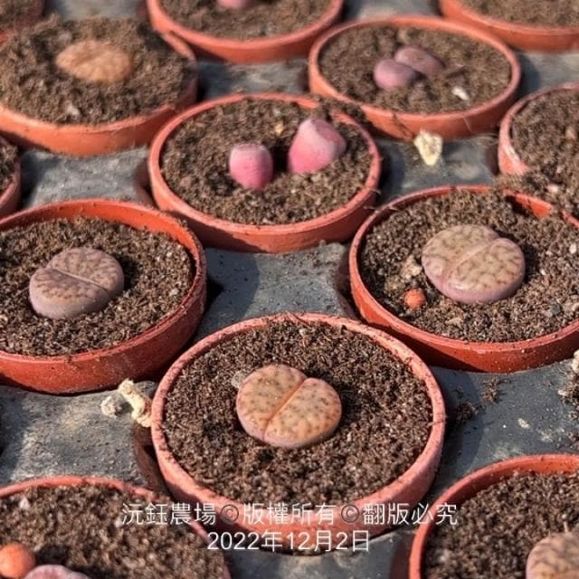 沅鈺農場   多肉植物   一吋盆/石頭玉