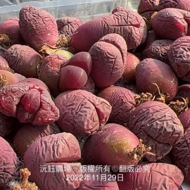沅鈺農場   多肉植物   一吋盆/石頭玉