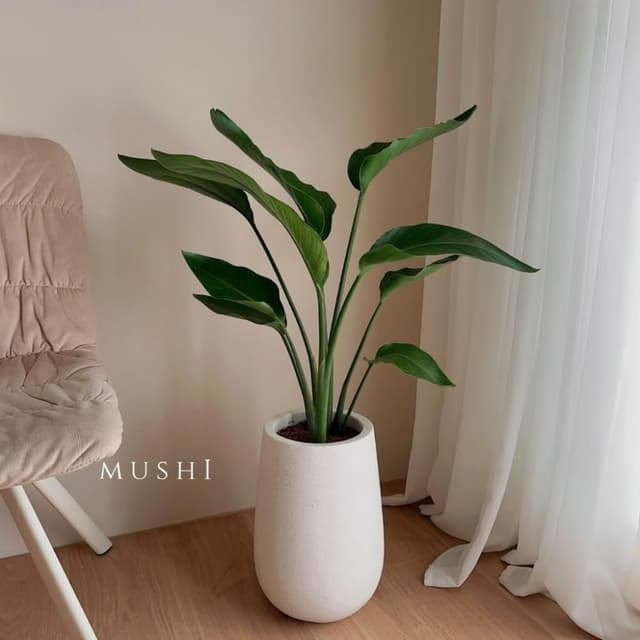 Mushi爆款🎉［天堂鳥］白花天堂鳥/水泥盆/父親節禮物/室內植物/網紅植物/北歐風格/沐時嚴選