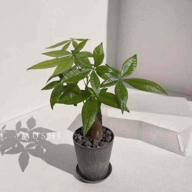 Mushi [馬拉巴栗] 發財樹/招財樹/父親節禮物 /風水植物/開幕送禮/開運植物/財位玄關/沐時園藝