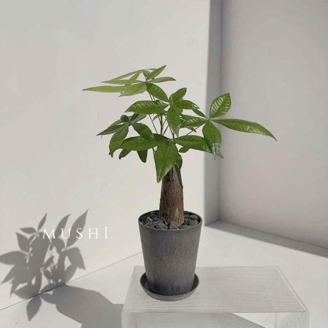 Mushi [馬拉巴栗] 發財樹/招財樹/父親節禮物 /風水植物/開幕送禮/開運植物/財位玄關/沐時園藝