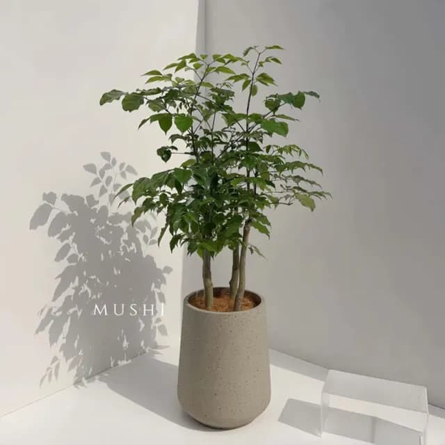 Mushi［旺旺樹］進財樹/發財樹/喬遷之喜/開幕賀禮/新居落成/沐時嚴選