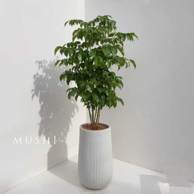 Mushi［旺旺樹］進財樹/發財樹/喬遷之喜/開幕賀禮/新居落成/沐時嚴選