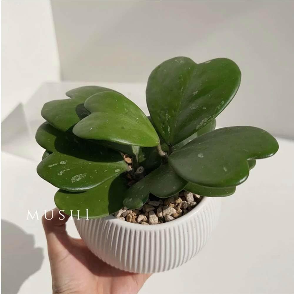 Mushi［心葉毬蘭］Hoya kerrii/室內植物/好照顧/寵物友善/療癒係桌上植栽/沐時嚴選