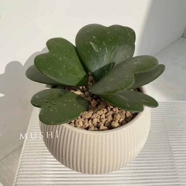 Mushi［心葉毬蘭］Hoya kerrii/室內植物/好照顧/寵物友善/療癒係桌上植栽/沐時嚴選