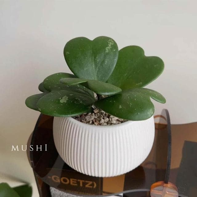 Mushi［心葉毬蘭］Hoya kerrii/室內植物/好照顧/寵物友善/療癒係桌上植栽/沐時嚴選