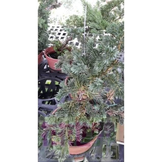 花森好市-常綠喬木**杜松**4.5吋盆 高10-15公分/樹小相大的小盆栽/MA