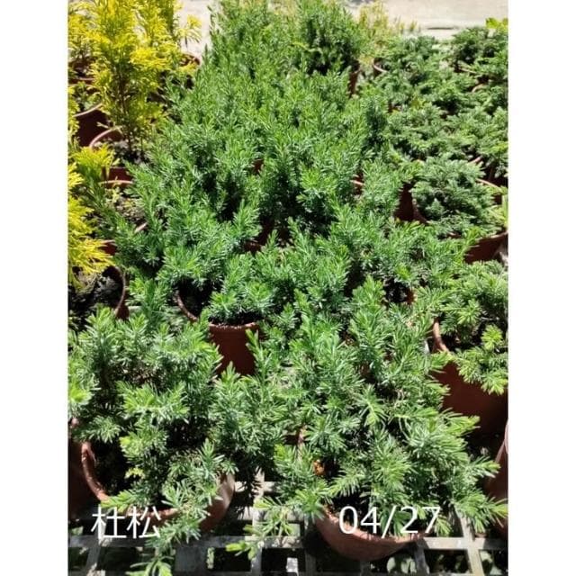 花森好市-常綠喬木**杜松**4.5吋盆 高10-15公分/樹小相大的小盆栽/MA