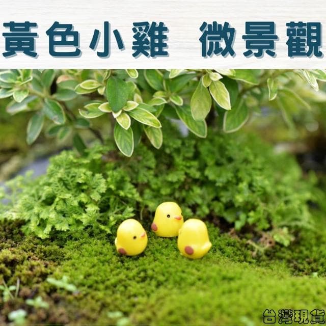 沐晨植物園｜黃色小雞 迷你小雞 微景觀裝飾 微景觀擺件 多肉裝飾 盆栽裝飾 微景觀配件 公仔 迷你園藝