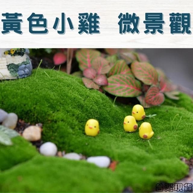 沐晨植物園｜黃色小雞 迷你小雞 微景觀裝飾 微景觀擺件 多肉裝飾 盆栽裝飾 微景觀配件 公仔 迷你園藝