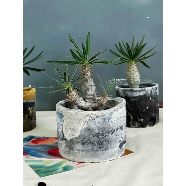 塊根植物 - - 象牙宮