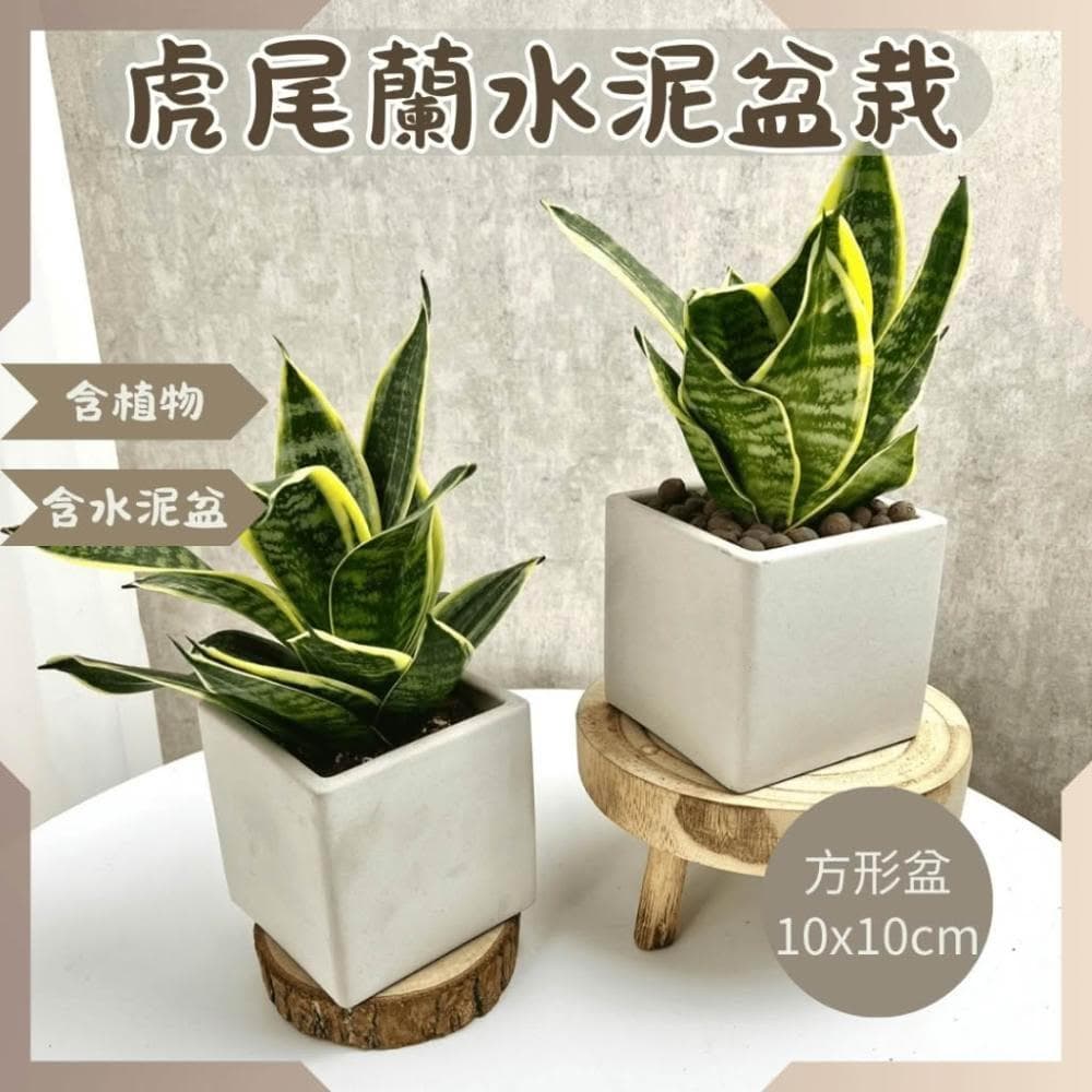 沐晨植物園｜金邊虎尾蘭盆栽 好照顧 室內植物 發財樹 淨化空氣  植物盆栽 水泥盆栽 觀葉植物