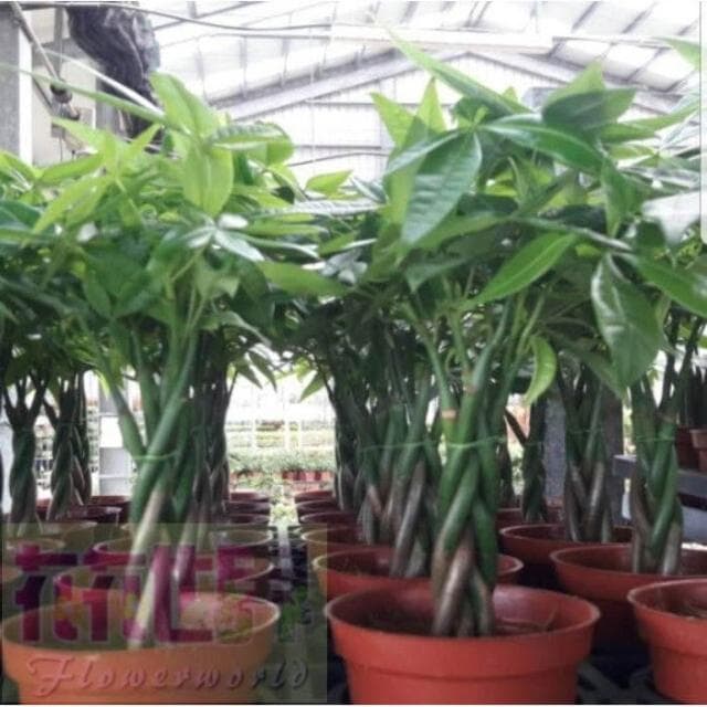 桌上盆栽  馬拉巴栗-辮子狀  3吋 高 10-25公分 桌上型療癒小物【花森好市玫瑰園】