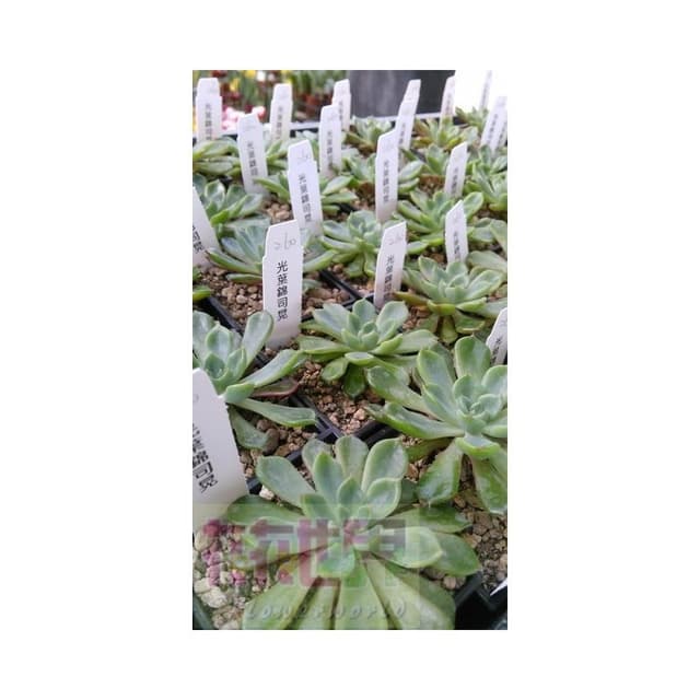 多肉植物*-仙人掌-室內盆栽-【    光葉錦司晃    】- 3吋盆 -  帶來愉快心情的肉肉  - 花森好市玫瑰園