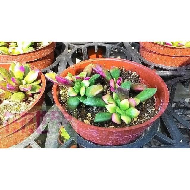 花森好市-多肉植物*櫻吹雪*3吋盆/高5cm/ 葉色絢爛好浪漫療癒/MA